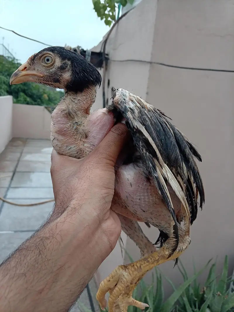Aseel Murga Murgi Chicks For Sale — photo 5