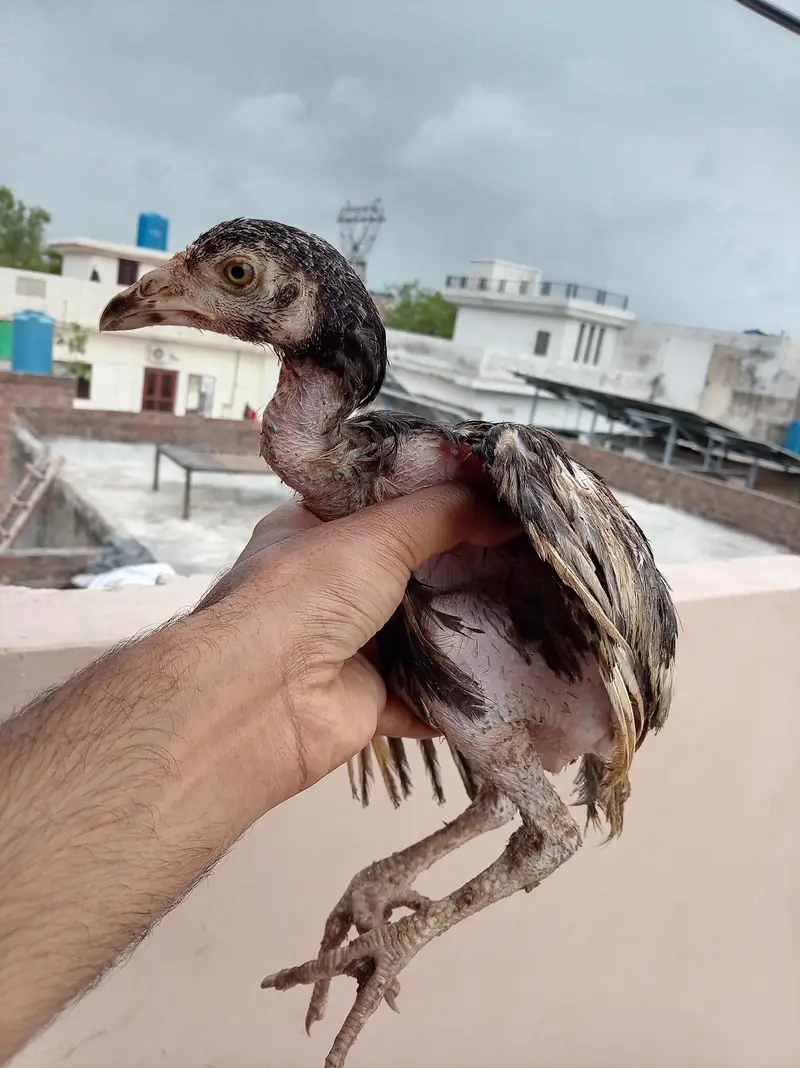 Aseel Murga Murgi Chicks For Sale — photo 6