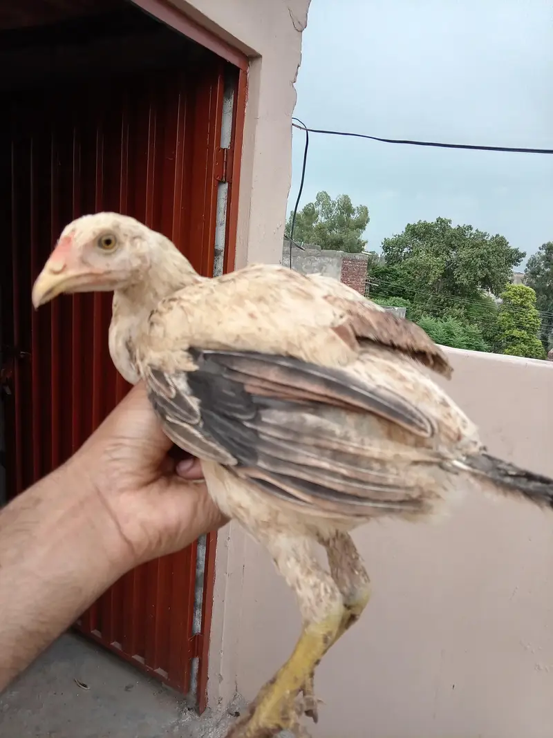 Aseel Murga Murgi Chicks For Sale — photo 7