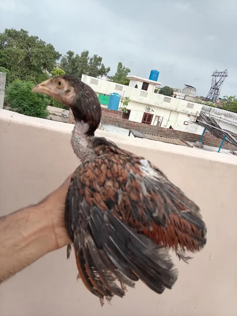 Aseel Murga Murgi Chicks For Sale — photo 8