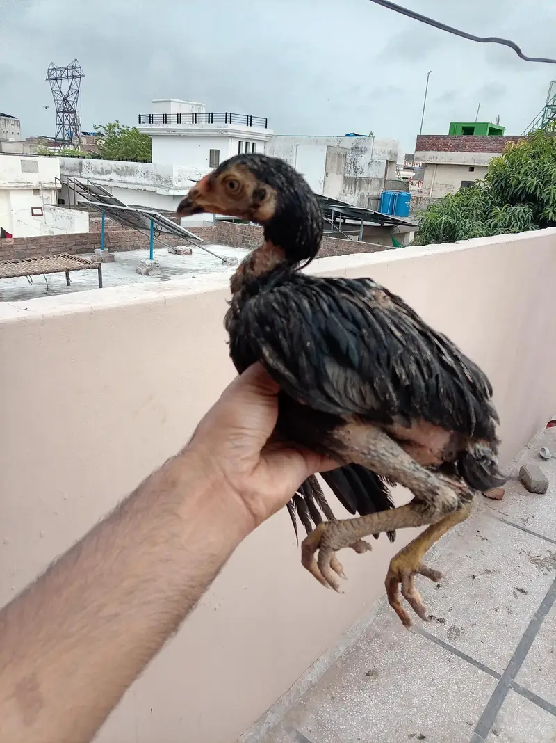 Aseel Murga Murgi Chicks For Sale — photo 9