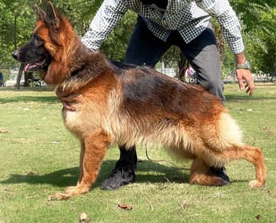 Top Quality German Shepherd Long Coat Pup