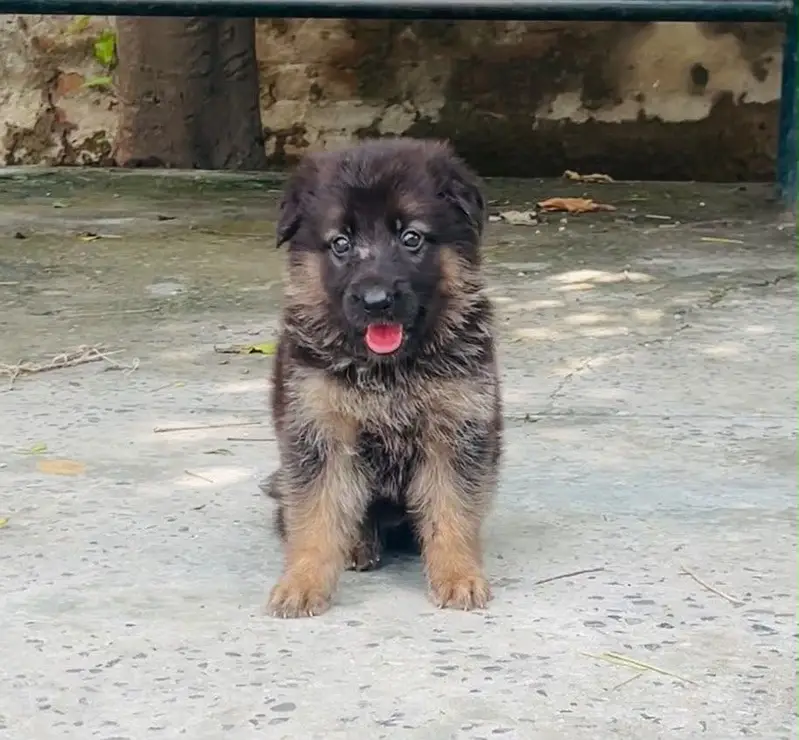 Top Quality German Shepherd Long Coat Pup — photo 2
