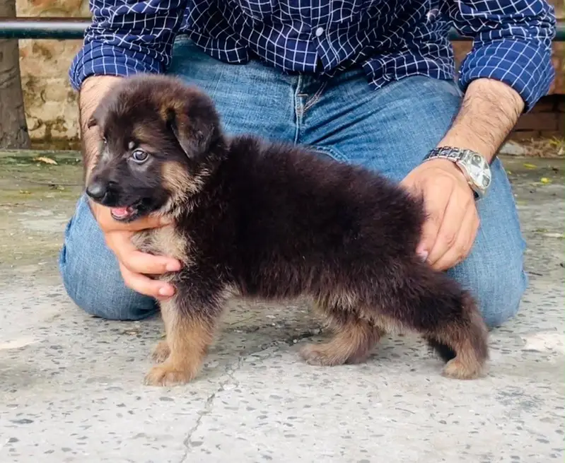 Top Quality German Shepherd Long Coat Pup — photo 3