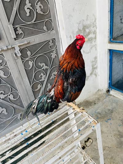 Amroh | High Quality | Aseel Breed For sale available