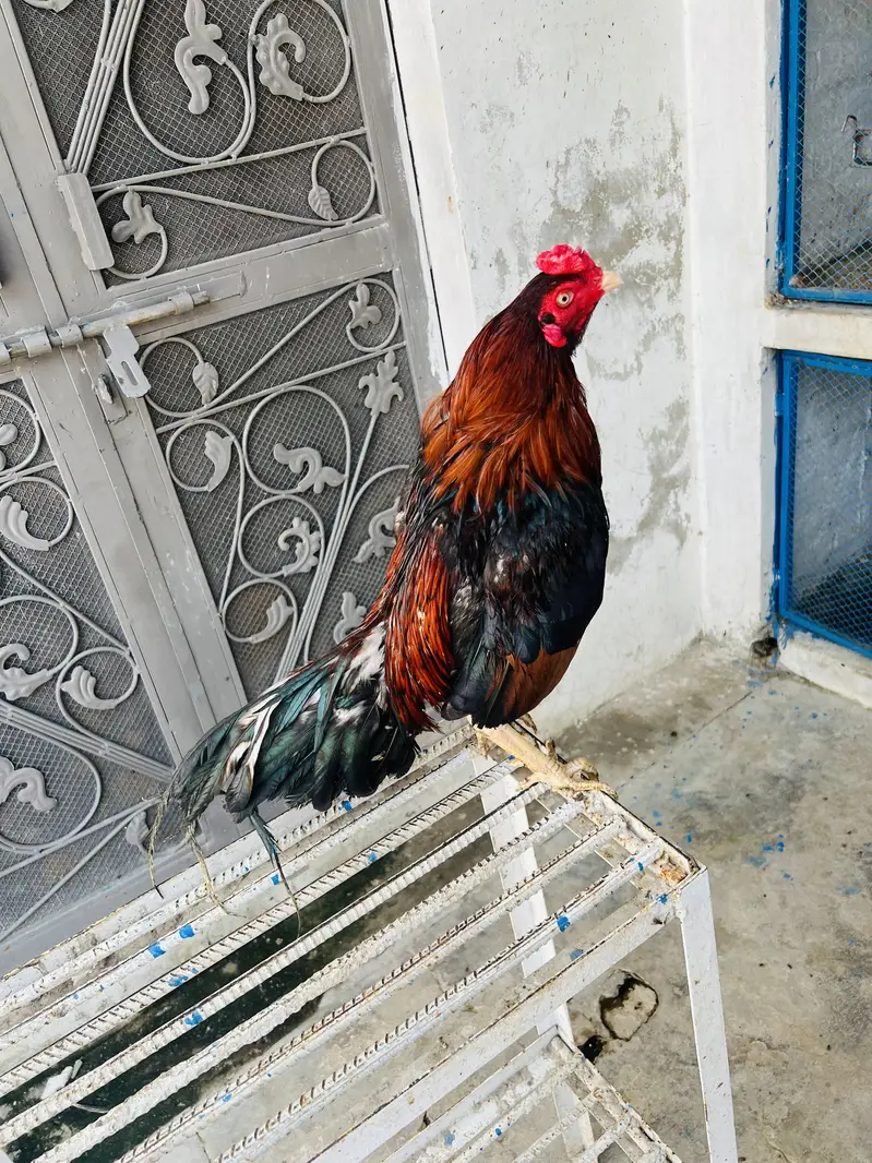 Amroh | High Quality | Aseel Breed For sale available