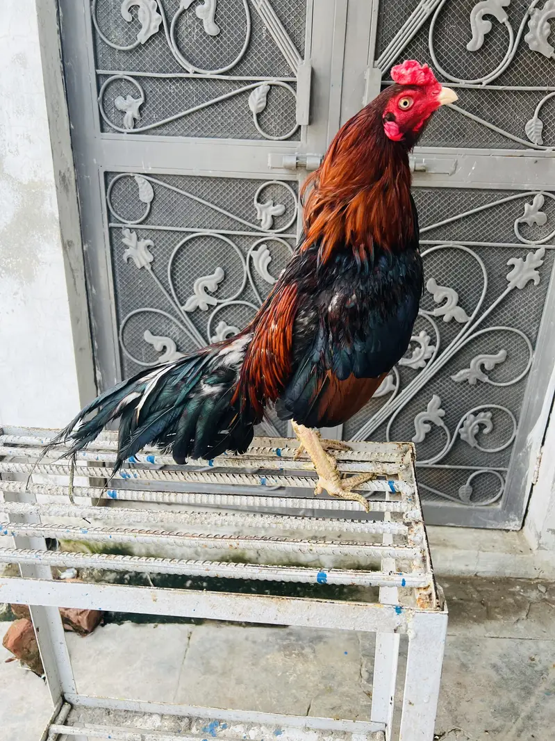 Amroh | High Quality | Aseel Breed For sale available — photo 2