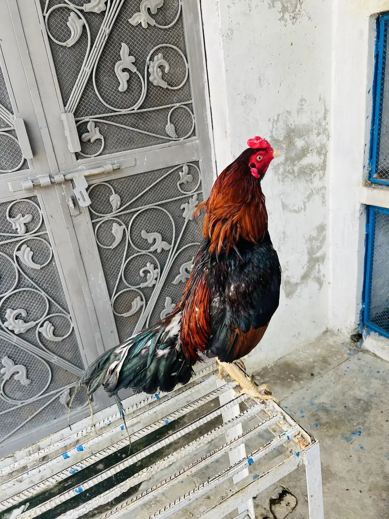 Amroh | High Quality | Aseel Breed For sale available — photo 3
