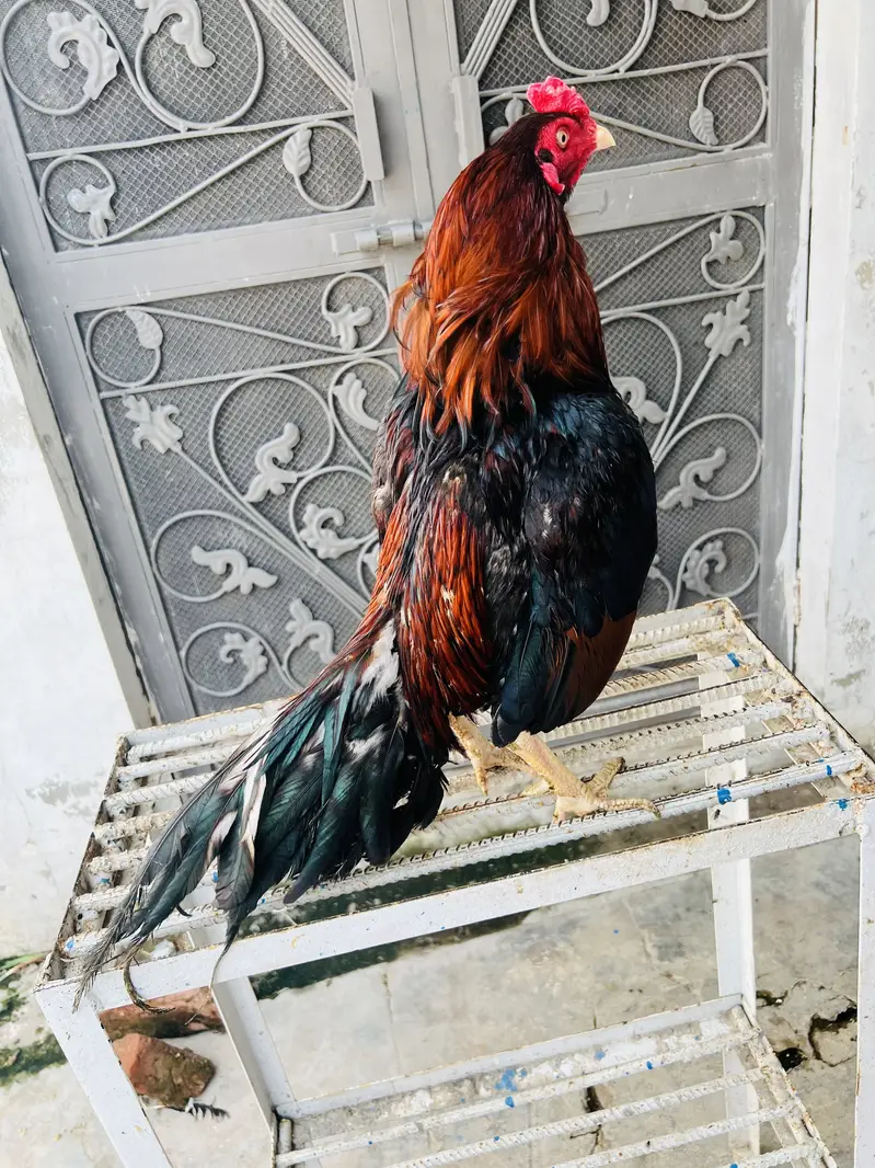 Amroh | High Quality | Aseel Breed For sale available — photo 4