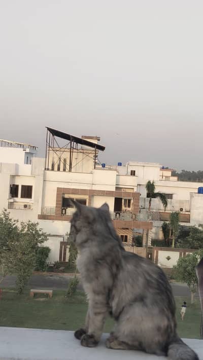 person double coated gray colour cat