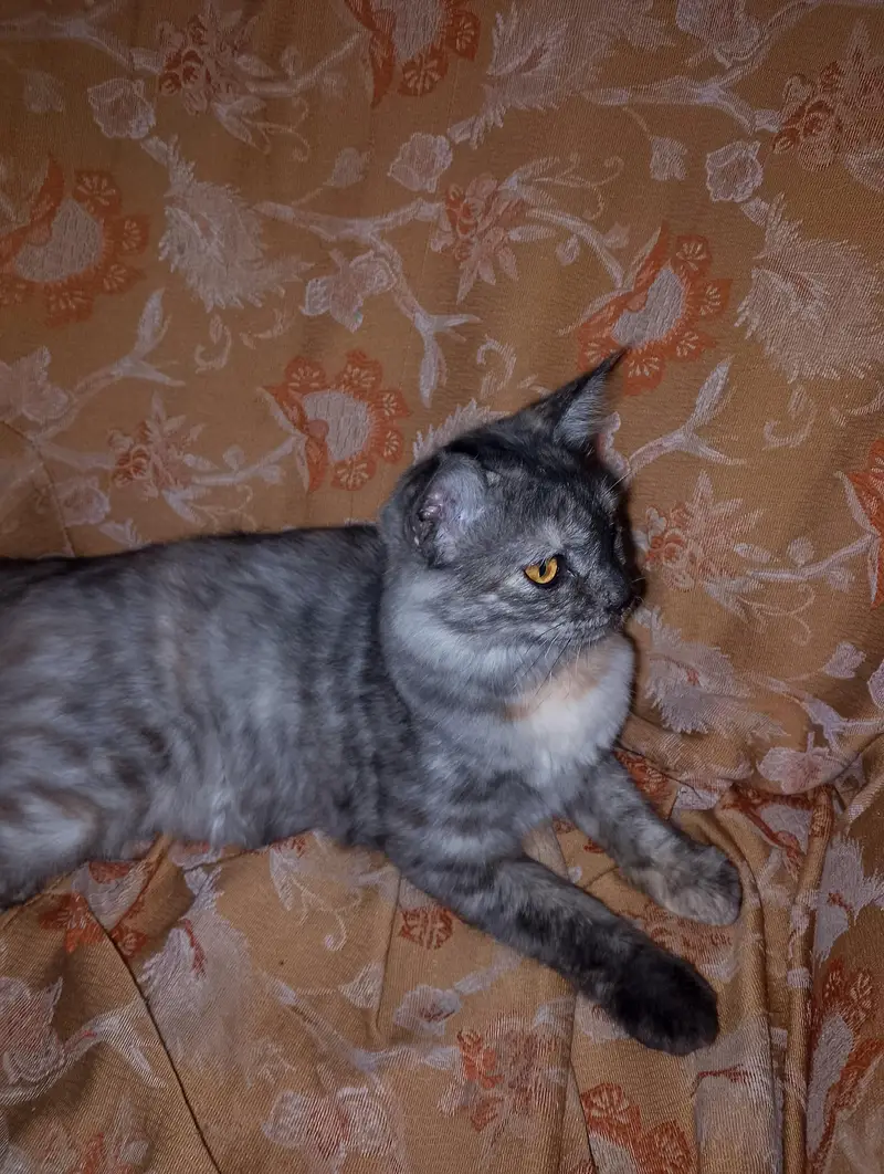 person double coated gray colour cat — photo 2