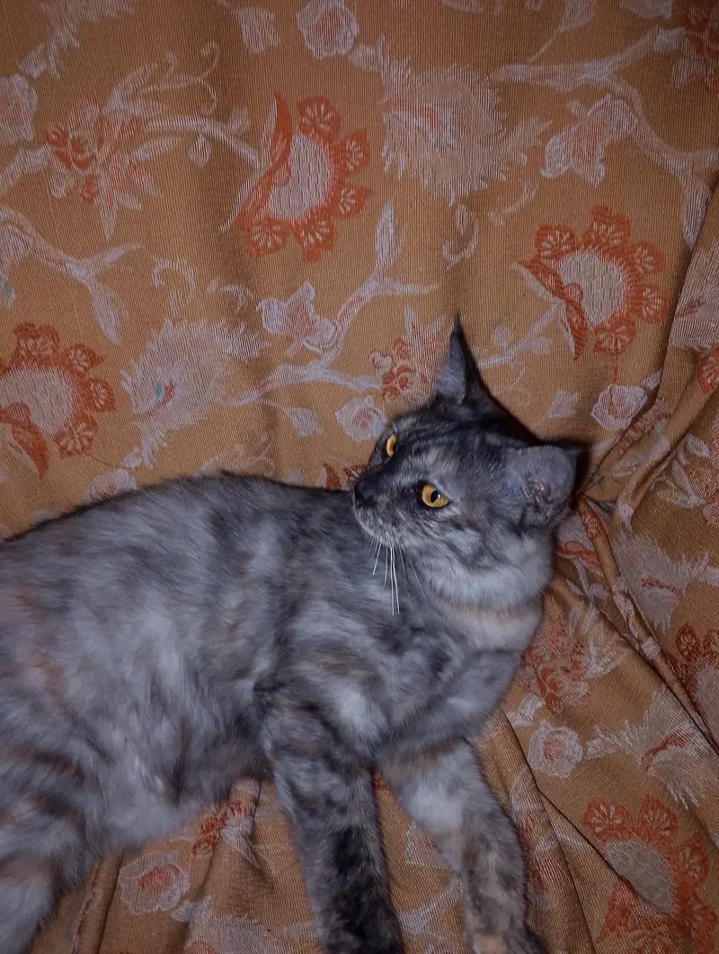 person double coated gray colour cat — photo 3