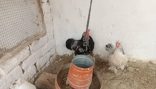 Columbian bantam or Golden buff hens