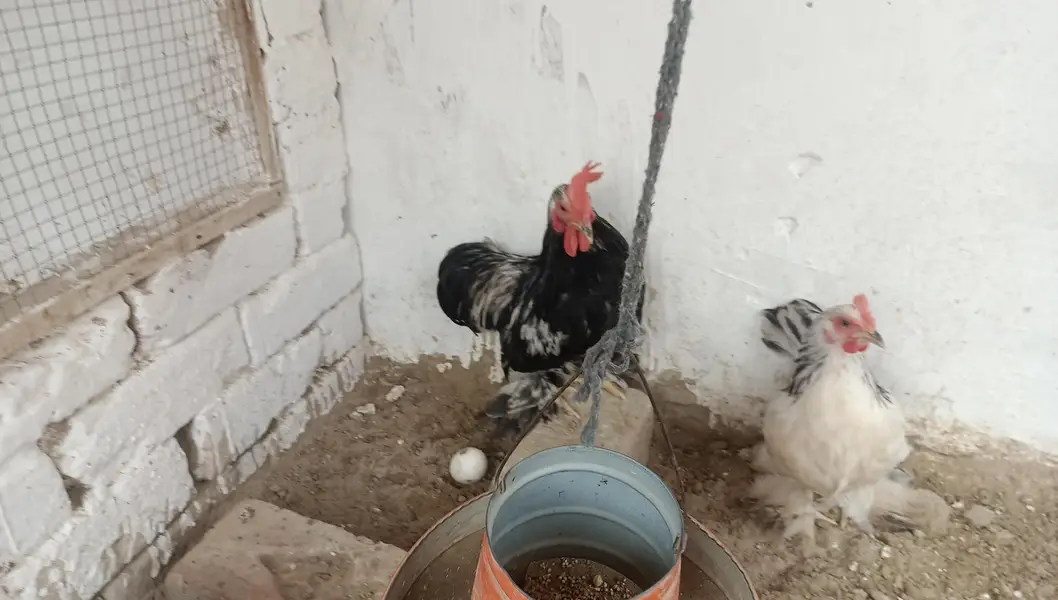 Columbian bantam or Golden buff hens — photo 2