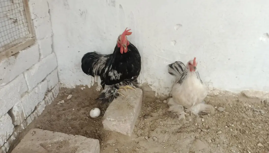 Columbian bantam or Golden buff hens — photo 3