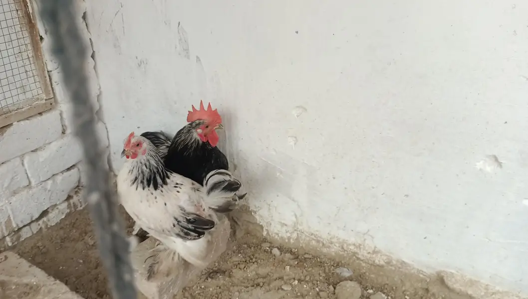 Columbian bantam or Golden buff hens — photo 4