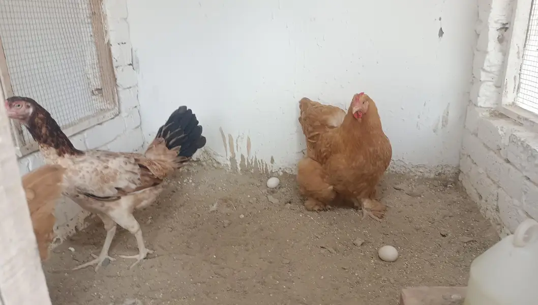 Columbian bantam or Golden buff hens — photo 5