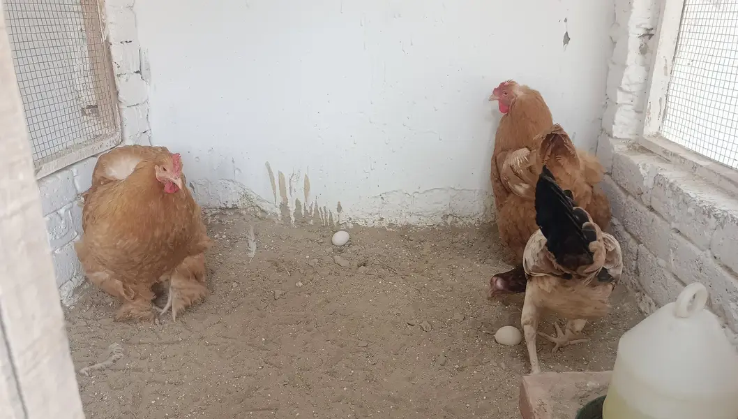 Columbian bantam or Golden buff hens — photo 6