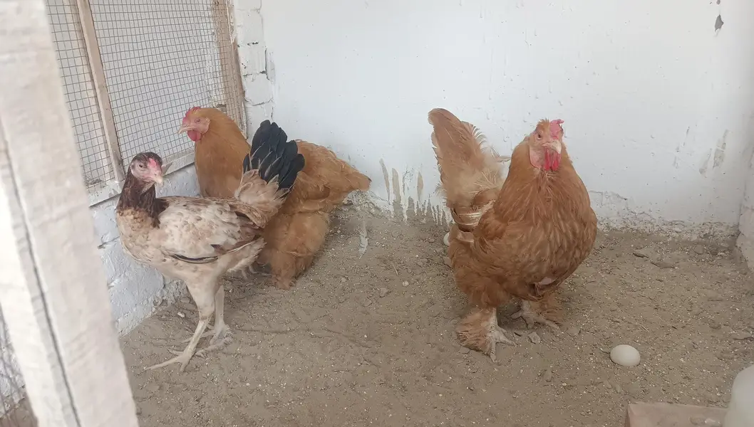 Columbian bantam or Golden buff hens — photo 7
