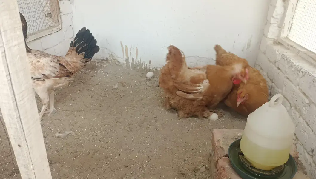 Columbian bantam or Golden buff hens — photo 8