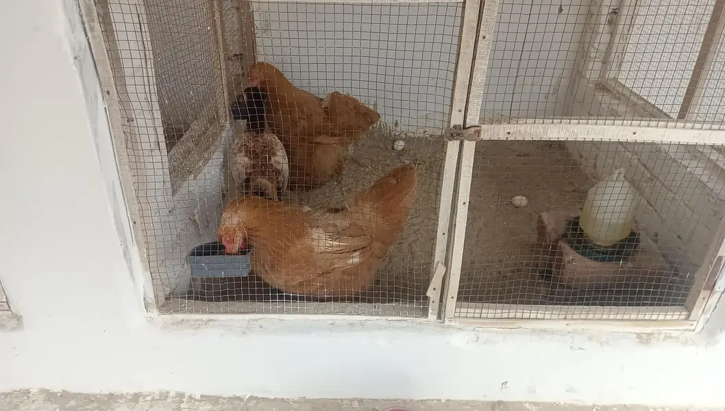 Columbian bantam or Golden buff hens — photo 9