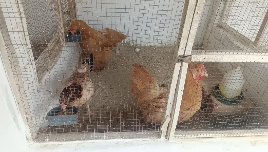 Columbian bantam or Golden buff hens — photo 10