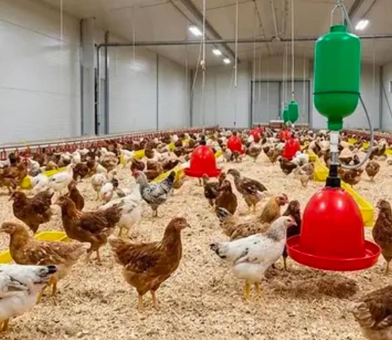 اب گھر بیٹھے گولڈن مصری چوزے منگوائیں 3