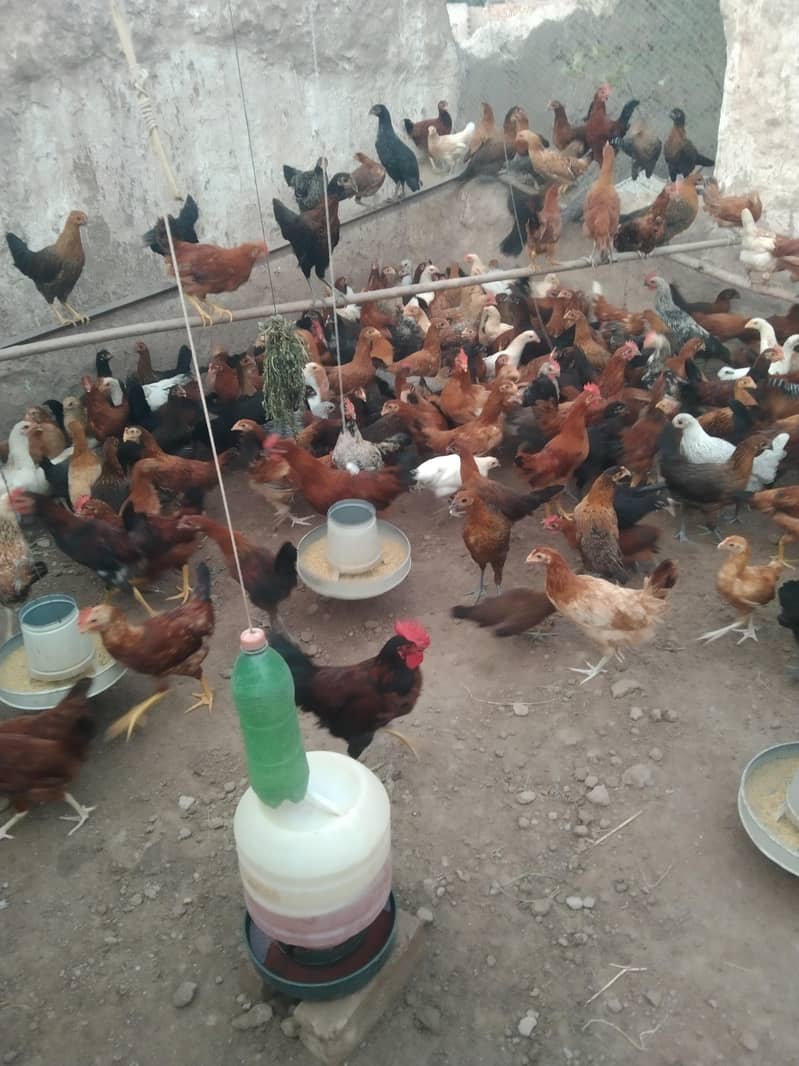 اب گھر بیٹھے گولڈن مصری چوزے منگوائیں 4
