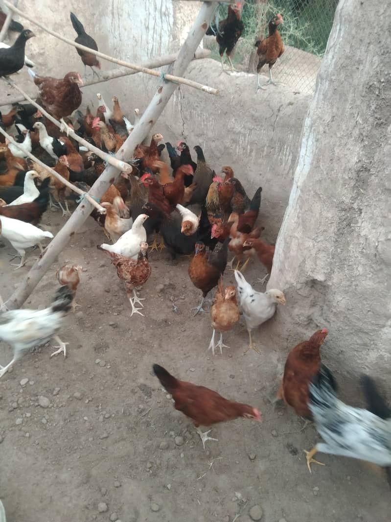 اب گھر بیٹھے گولڈن مصری چوزے منگوائیں 5