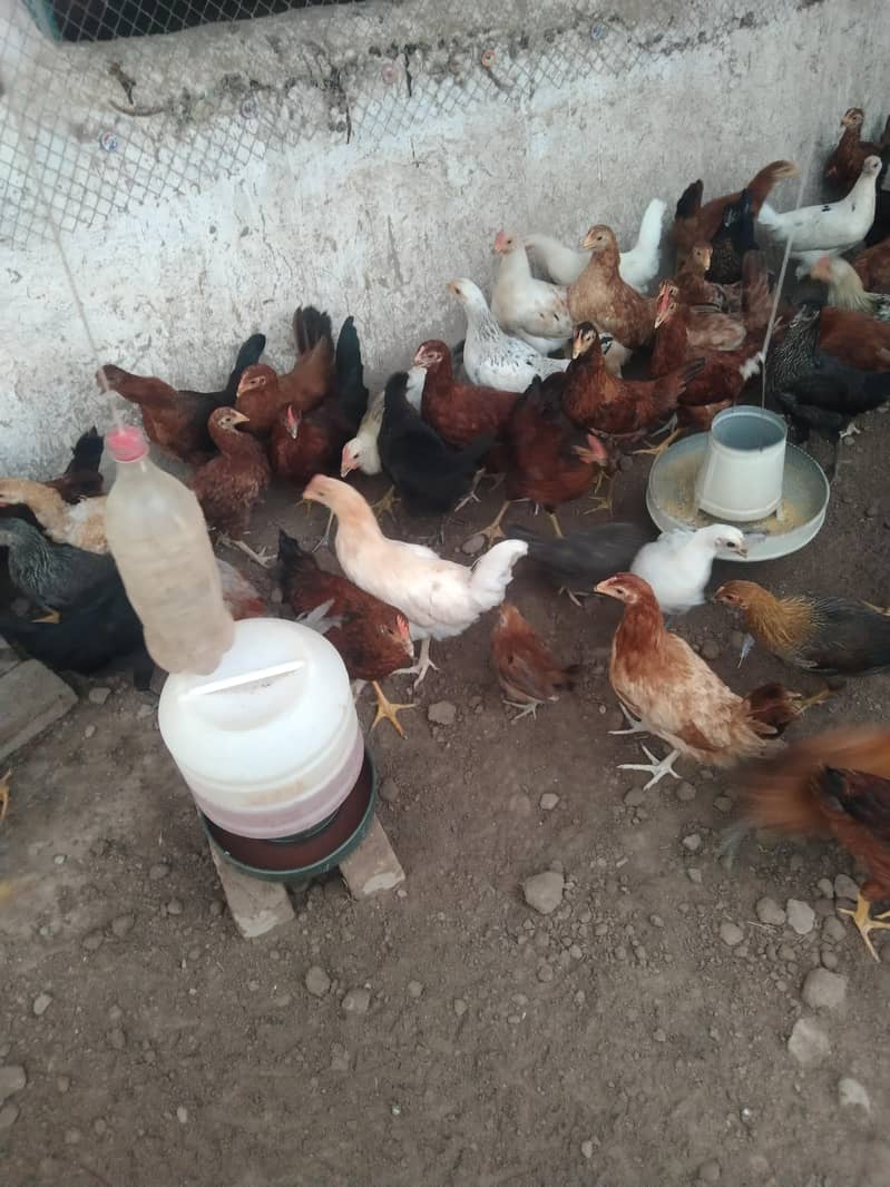 اب گھر بیٹھے گولڈن مصری چوزے منگوائیں 6