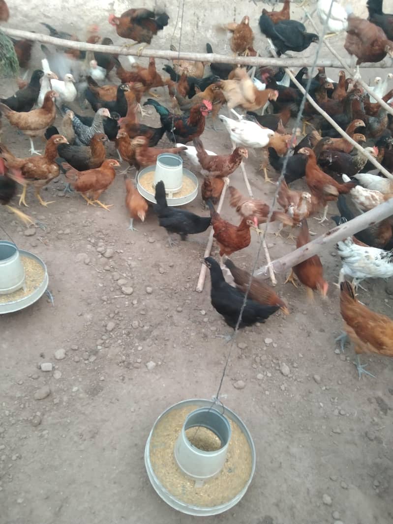 اب گھر بیٹھے گولڈن مصری چوزے منگوائیں 7