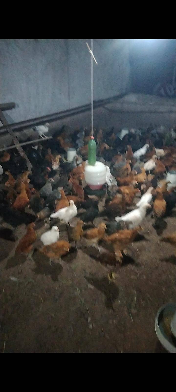 اب گھر بیٹھے گولڈن مصری چوزے منگوائیں 11