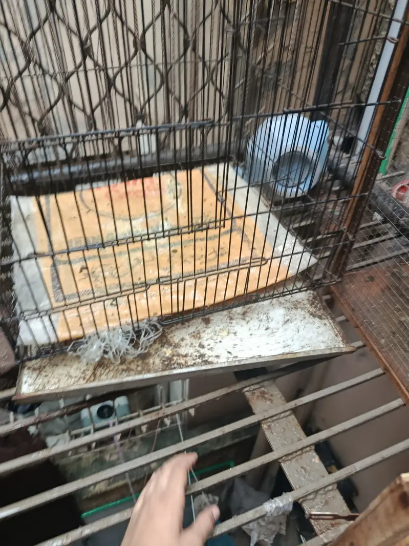Cages for cheap selling urgent — photo 2
