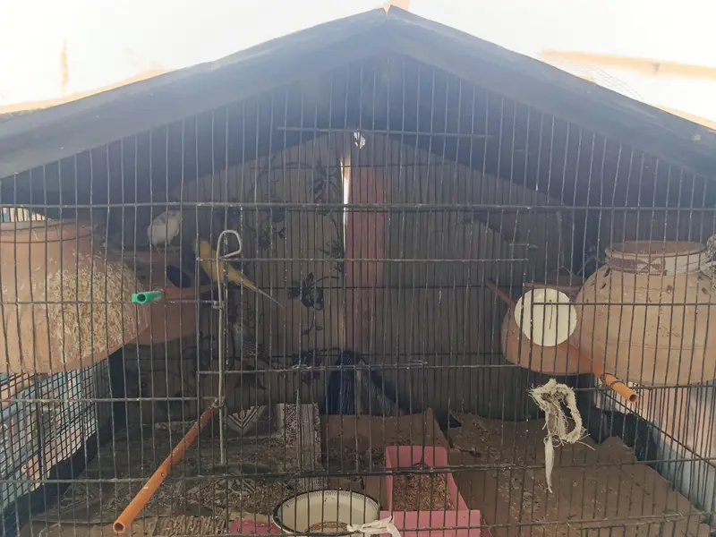 bajri Australians pairs setup with andhay bachay for sell — photo 4
