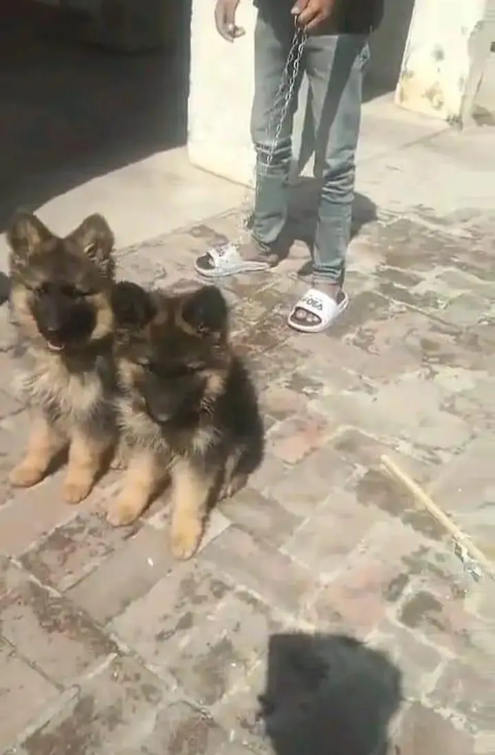 German shepherd | Puppy | GSD | Dog for sale | Whatsapp 03212405409 — photo 2