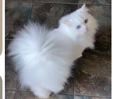 Persian Cat for sale 15k
