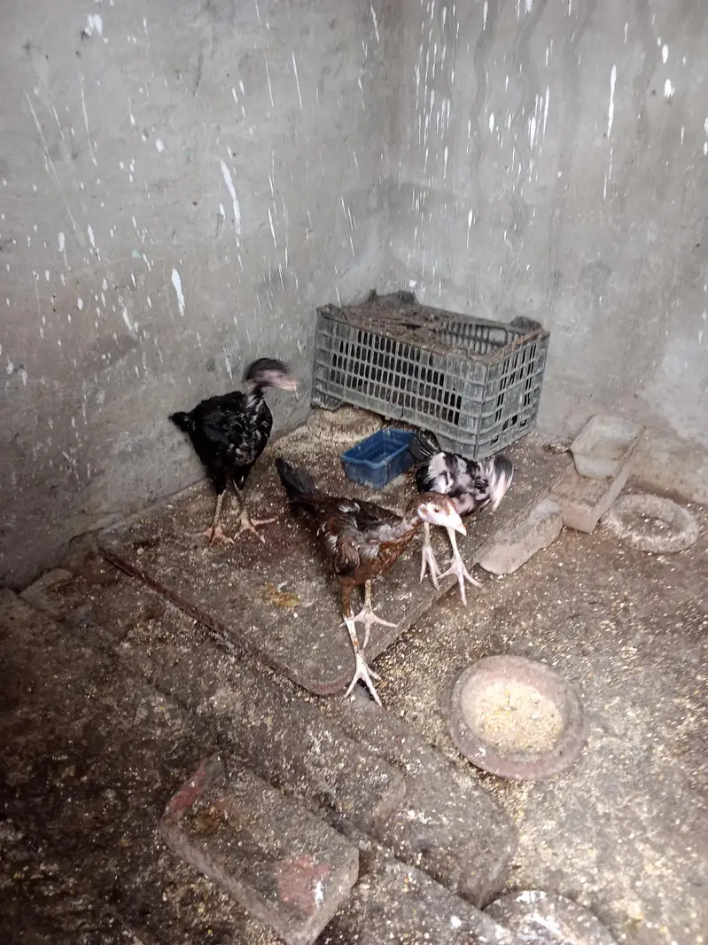 Aseel murgiyan | Aseel chicks | Aseel pathi | 03216125149 — photo 2
