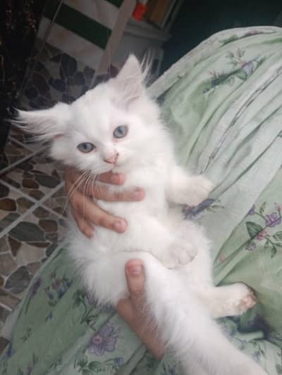 cat baby for sell