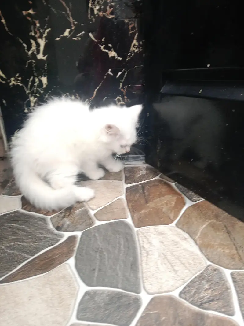 cat baby for sell — photo 2
