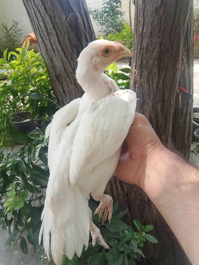 Top Class Paper White Heera - Home Breed