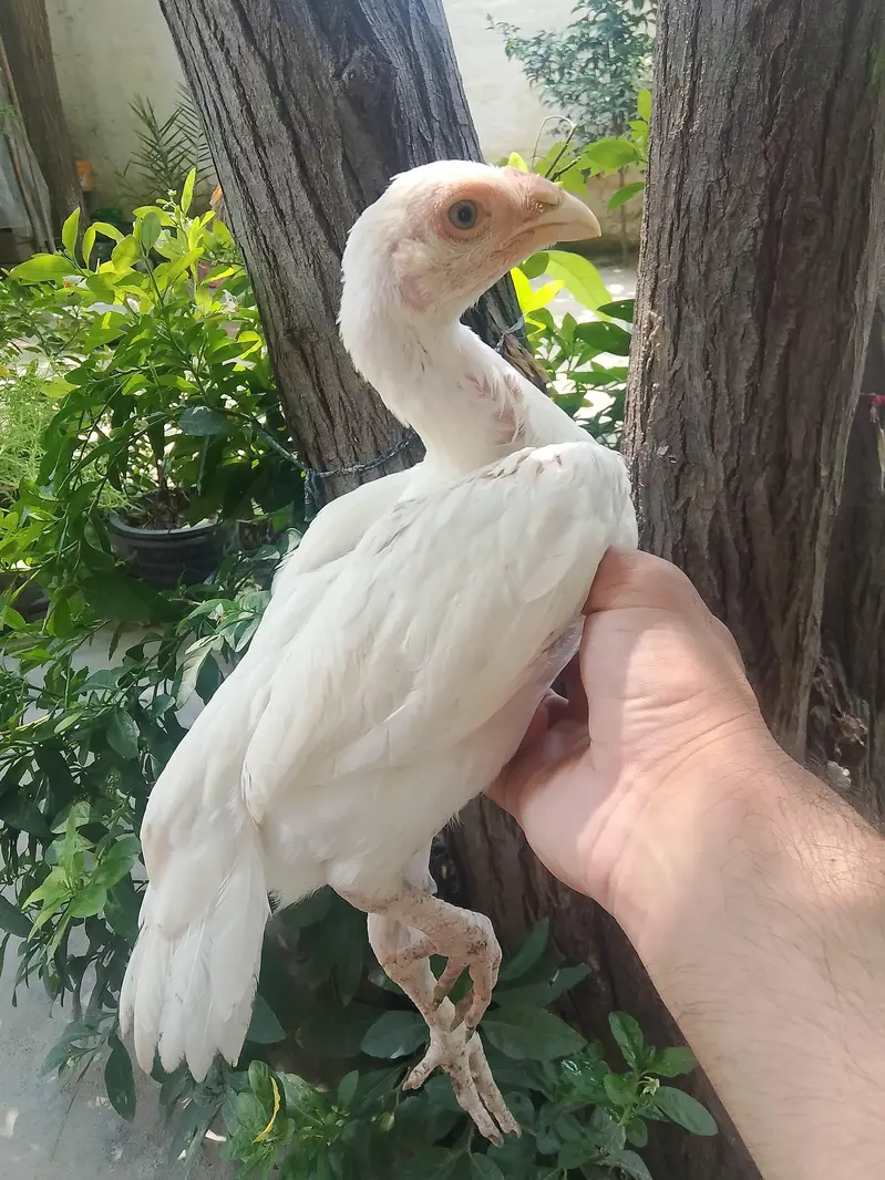 Top Class Paper White Heera - Home Breed — photo 2