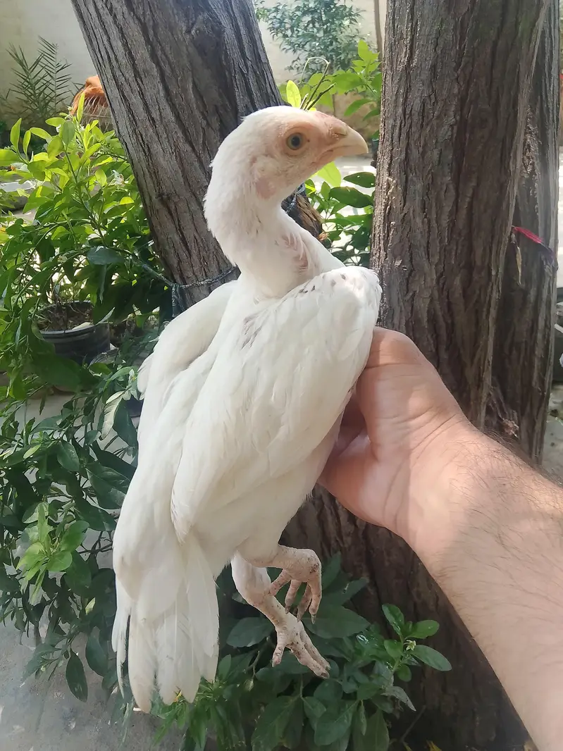 Top Class Paper White Heera - Home Breed — photo 3