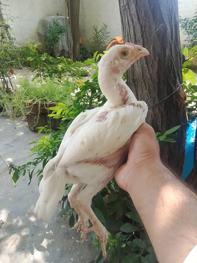 Top Class Paper White Heera - Home Breed — photo 4
