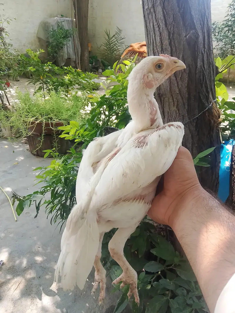 Top Class Paper White Heera - Home Breed — photo 5