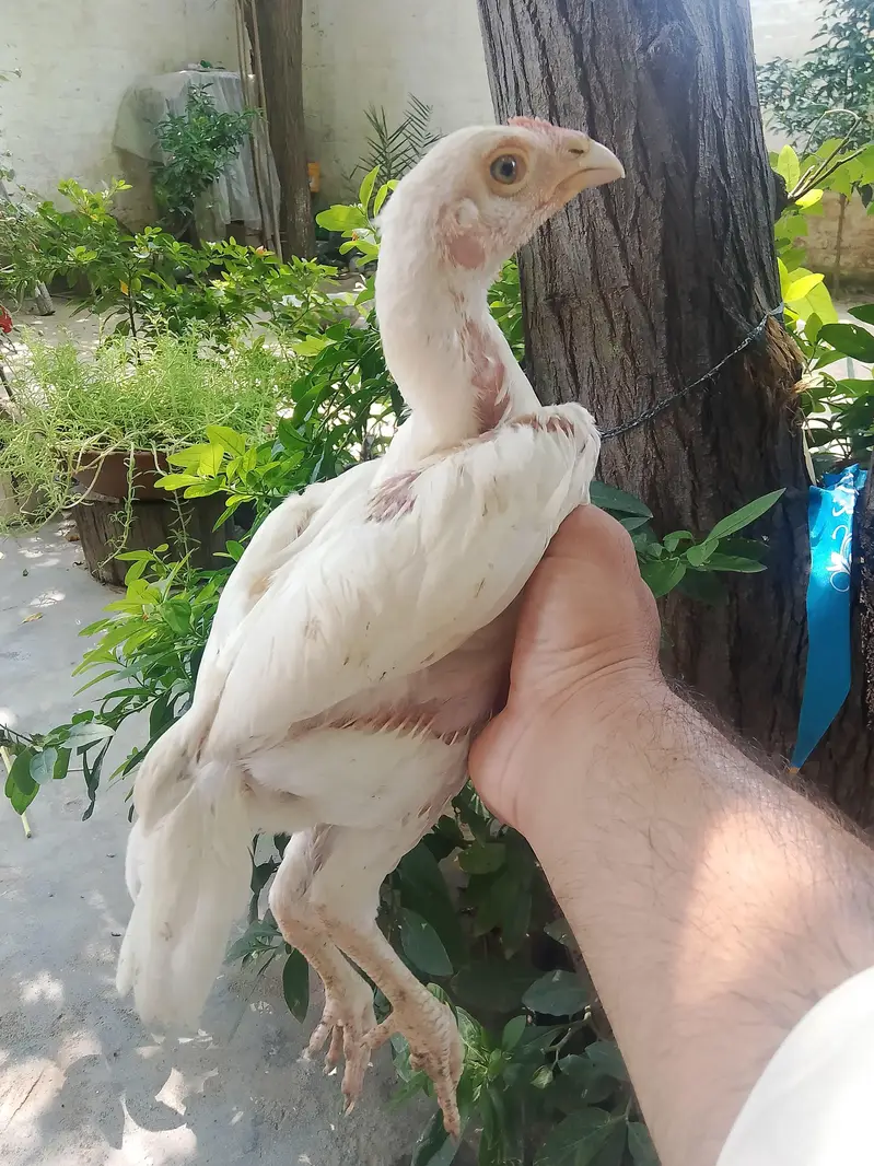 Top Class Paper White Heera - Home Breed — photo 6