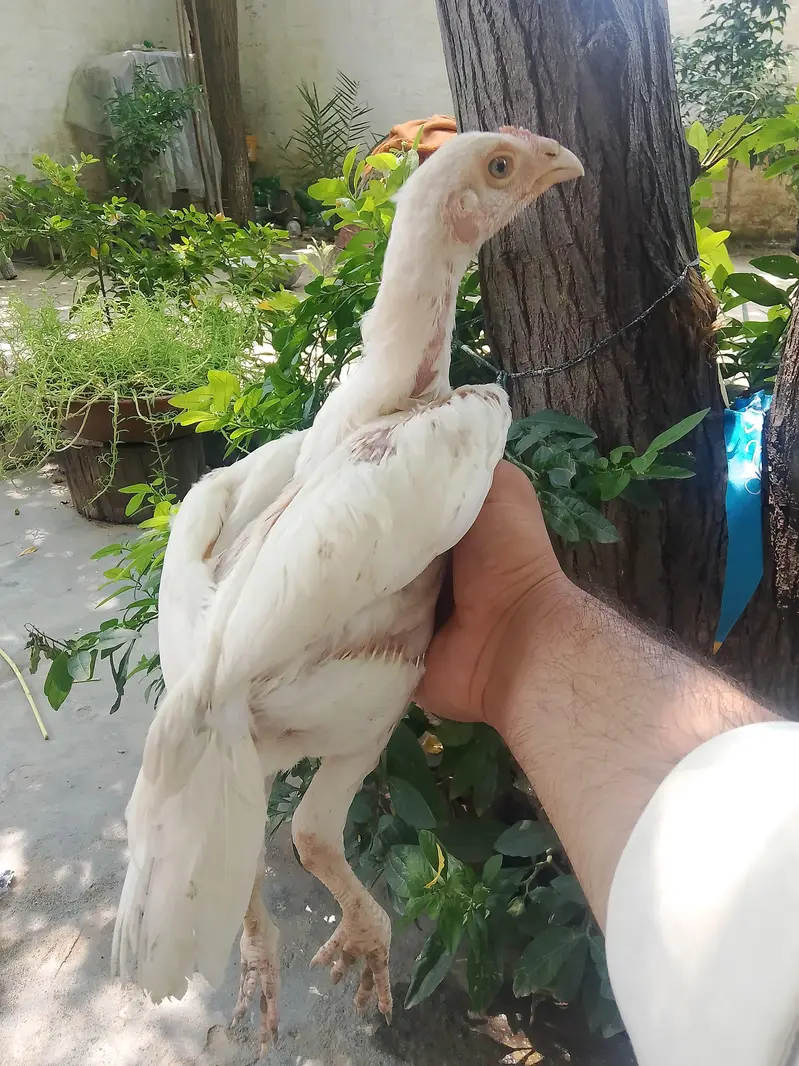 Top Class Paper White Heera - Home Breed — photo 7