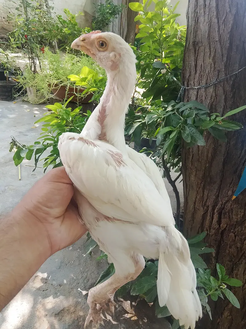 Top Class Paper White Heera - Home Breed — photo 8