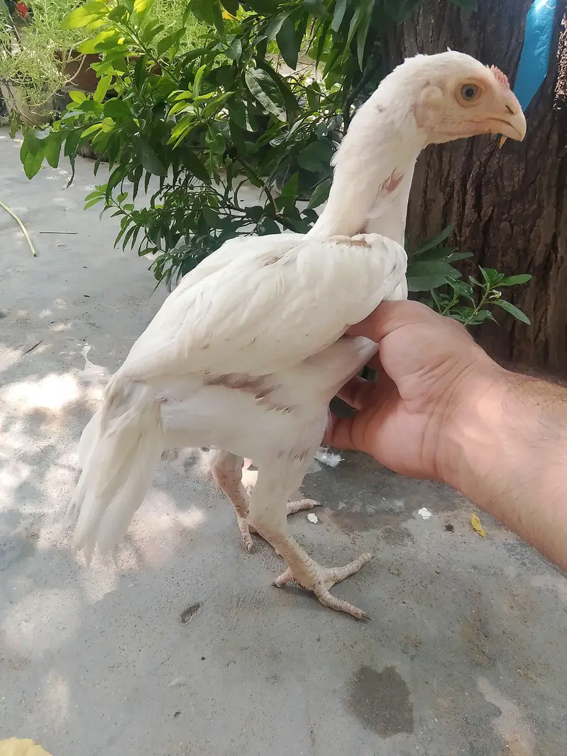 Top Class Paper White Heera - Home Breed — photo 9