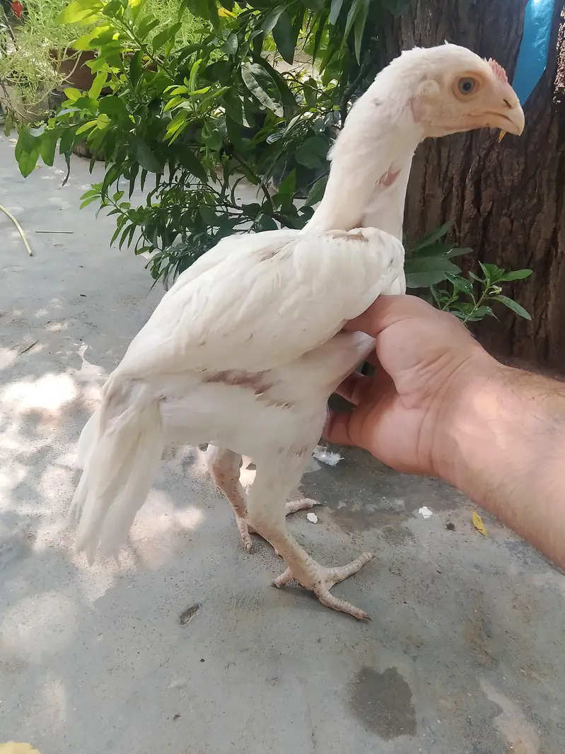 Top Class Paper White Heera - Home Breed — photo 10