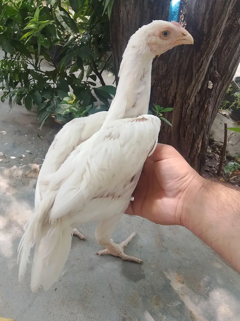 Top Class Paper White Heera - Home Breed — photo 11